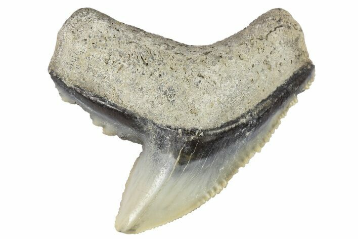 Fossil Tiger Shark (Galeocerdo) Tooth - Aurora, NC #179013